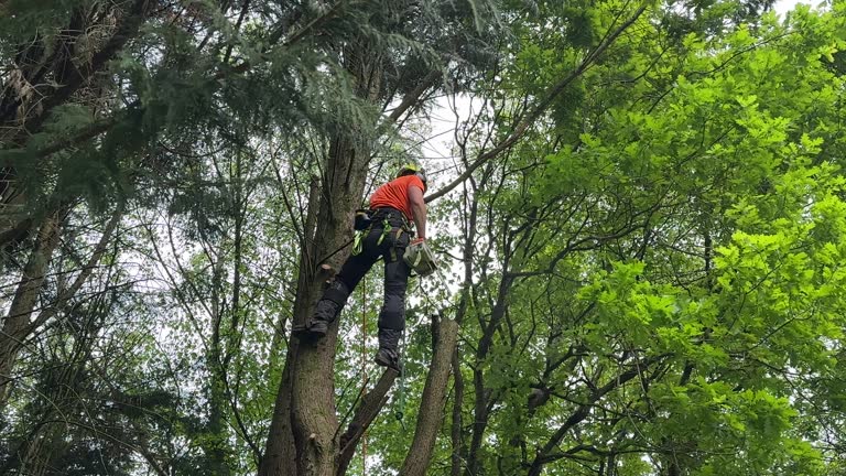 Tree Removal and Landscaping Services